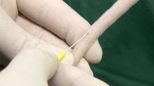 Intravenous Injection in the Rat video Intravenous Injection in the Rat video