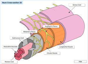 Guinea Pig Ileum 855