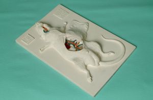 PVC-Rat IC(1) PVC-Rat IC(1)