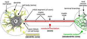 Veterinary neuroHistology (WP)(1) Veterinary neuroHistology (WP)(1)