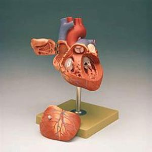 Somso 4 part Human Herat Model (2678)(1)