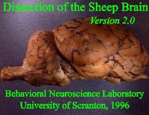 The Sheep Brain Dissection Guide 5538(1)