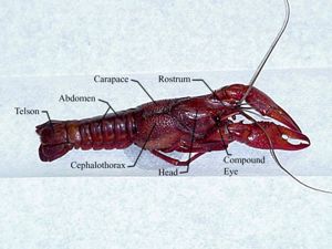 crayfish internal anatomy dissection