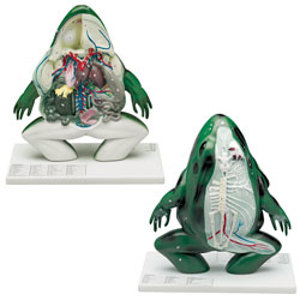 Frog Anatomical Model 9122