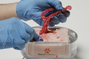 Canine Ovariohysterectomy Model 9126 Canine Ovariohysterectomy Model 9126