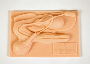 Canine Orchiectomy Instructional Tool 9129