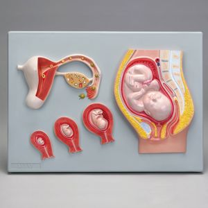 Altay Human Fetal Development Model (1)