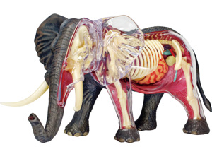 4D Vision Animal Elephant 4D Vision Animal Elephant