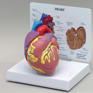 Human Heart Model 9197 Human Heart Model 9197