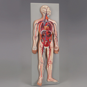 Altay Human Circulatory System Model Altay Human Circulatory System Model
