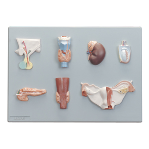 Altay Human Endocrine Organs Model 9203 Altay Human Endocrine Organs Model 9203