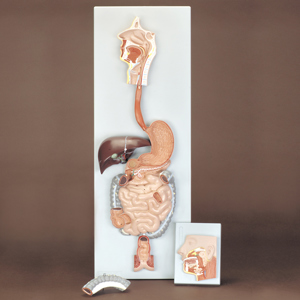 Altay human Digestive System Model 9202 Altay human Digestive System Model 9202