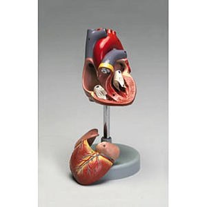 Altay Human Heart Model 9201