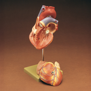 Somso 2-Part human Heart Model 9199