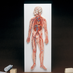 3B Human Circulatory System Model 2693 3B Human Circulatory System Model 2693