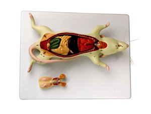 Rat Dissection Model 9206