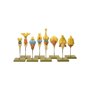 Somso Vertebrate Brains Model Set 2520