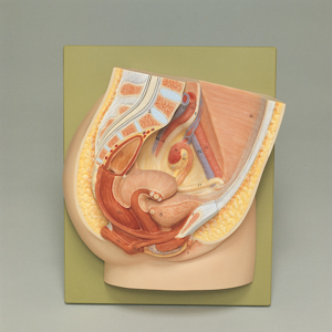 Somso Human Female Half Pelvis Model 2620 Somso Human Female Half Pelvis Model 2620