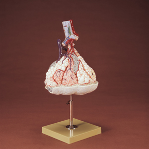 Somso Human Lung Model 9210