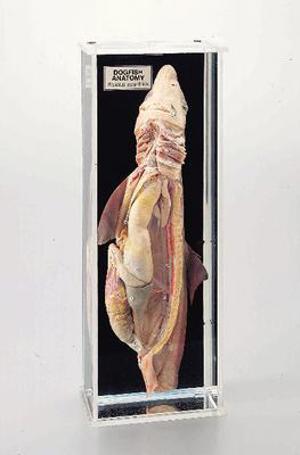 Dogfish Anatomy Museum Mount 3180