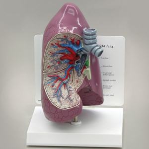 Human Lung Model 9212