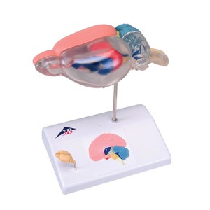 Rat Brain Comparative Anatomy Model 9219 Rat Brain Comparative Anatomy Model 9219