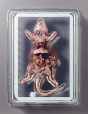 Rat Dissection Display 9227