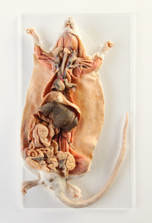 Plastinated Dissection of Rat 9228