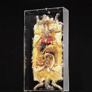 Freeze-Dried Cat Female 3217 Freeze-Dried Cat Female 3217