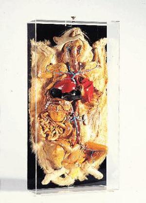 Freeze-Dried Cat Vascular 9230 Freeze-Dried Cat Vascular 9230