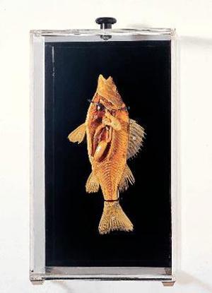 Freeze-Dried Perch Museum Mount 9231