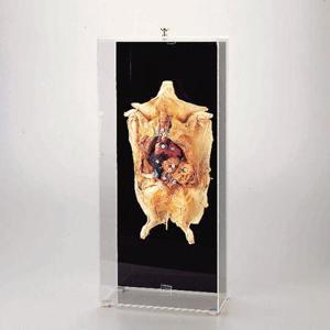 Freeze-Dried fetal Pig Museum Mount 3205 Freeze-Dried fetal Pig Museum Mount 3205