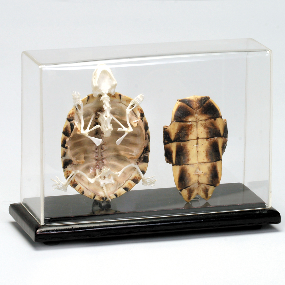Real Turtle Skeleton Specimen in Acrylic Block Paperweights Science Classroom Specimens for Science Education（5.3x3.5x1.4 Inch）