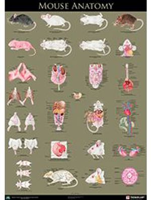 Mouse Anatomy Poster 9307