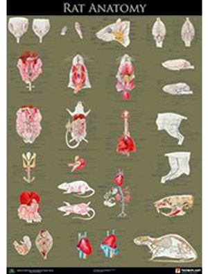 Rat Anatomy Poster 9309 Rat Anatomy Poster 9309