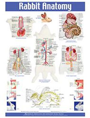 Rabbit Anatomy Poster 9310