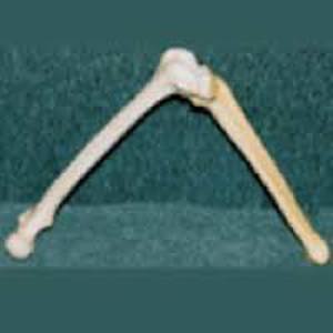 Saw Bones (Femur and Tibia bones) 9321 Saw Bones (Femur and Tibia bones) 9321