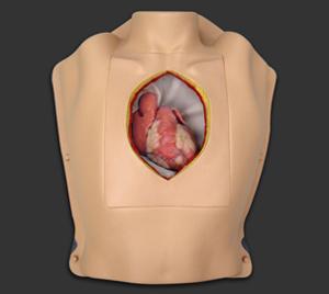 Beating Heart in Thorax 9329 Beating Heart in Thorax 9329