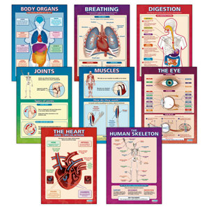 Elementary Anatomy Poster Set 9338