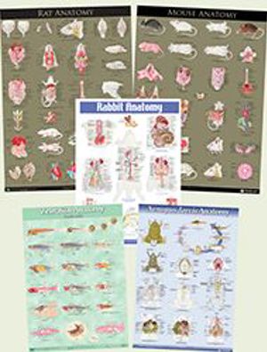 Anatomy Poster Total Pack 9339 Anatomy Poster Total Pack 9339
