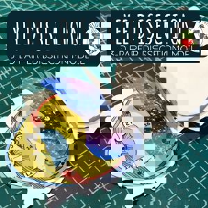 Eye Dissection (3 D Paper Dissection Model)