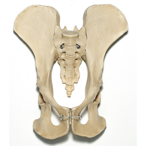 Pelvis Of A Chimpanzee