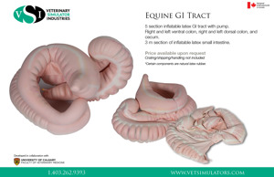 Equine GI Tract 9359