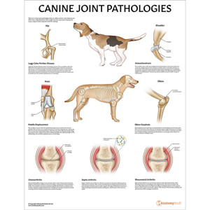 Canine Joint Pathologies Chart : Poster Laminated