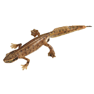 Palmate Newt In Its Aquatic From, Male Palmate Newt In Its Aquatic From, Male