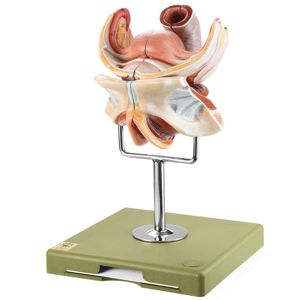 Somso Human Female Genital Organs Model (2) Somso Human Female Genital Organs Model (2)
