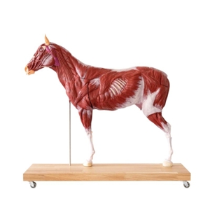 Horse Model (Mare)