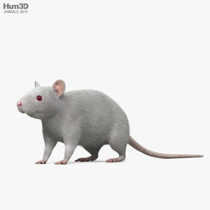 White Rat 3D Model
