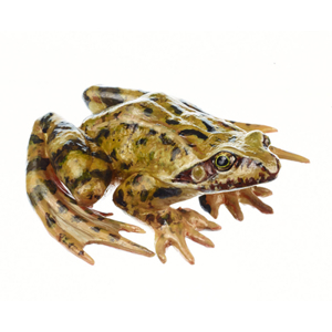 COMMON FROG, MALE