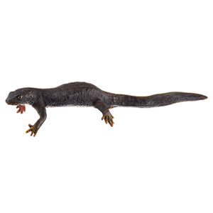Alpine Newt In Its Terrestrial Form, Female Alpine Newt In Its Terrestrial Form, Female